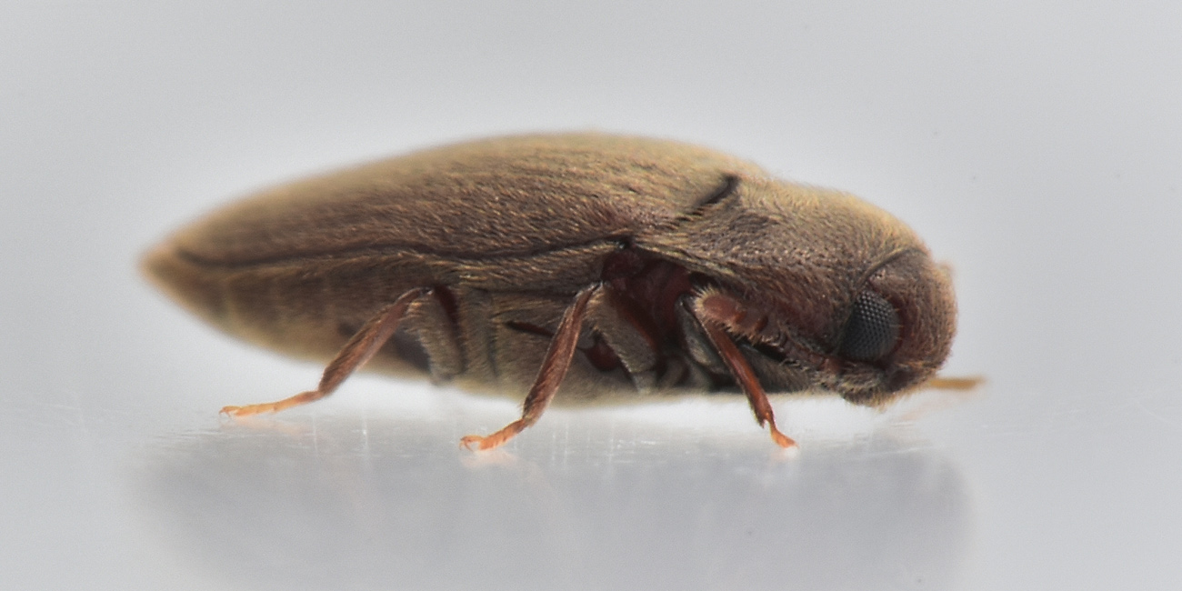 Throscidae: Aulonothroscus cfr. brevicollis